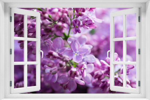 Fototapeta Naklejka Na Ścianę Okno 3D - Lilac flowers. Beautiful spring background of flowering lilac. Selective soft focus, shallow depth of field. Purple lilac