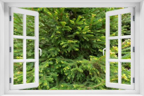 Fototapeta Naklejka Na Ścianę Okno 3D - Evergreen Bush Background