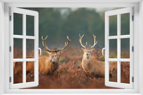 Fototapeta Naklejka Na Ścianę Okno 3D - Close-up of two red deer stags in autumn