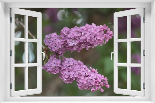 Fototapeta Naklejka Na Ścianę Okno 3D - lilac