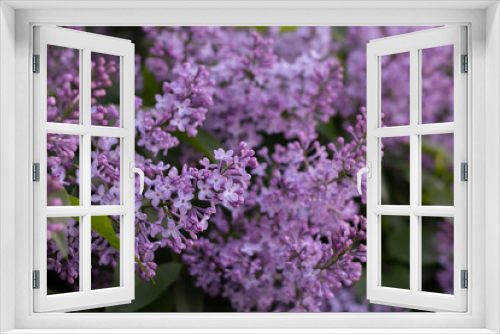 Fototapeta Naklejka Na Ścianę Okno 3D - flowers, purple flowers