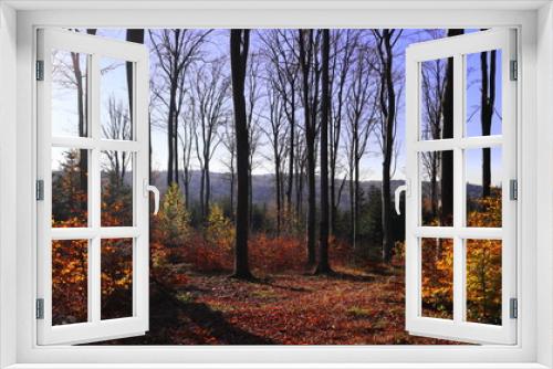 Fototapeta Naklejka Na Ścianę Okno 3D - las jesienią
