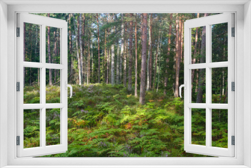 Fototapeta Naklejka Na Ścianę Okno 3D - green fresh summer forest with tree trunks, stomps and grass