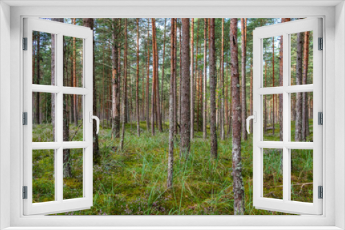 Fototapeta Naklejka Na Ścianę Okno 3D - green fresh summer forest with tree trunks, stomps and grass