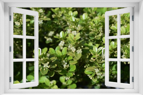 Fototapeta Naklejka Na Ścianę Okno 3D - Japanese holly flowers. Aquifoliaceae evergreen shrub.