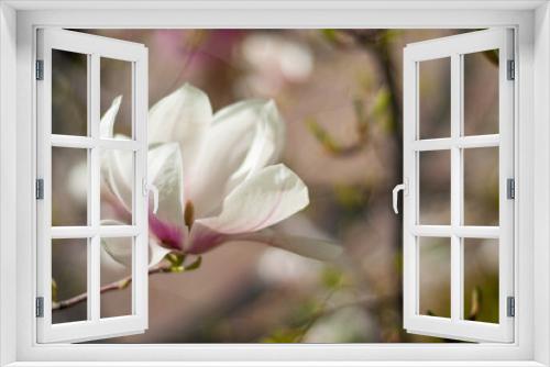 Fototapeta Naklejka Na Ścianę Okno 3D - beautiful blooming of white magnolias in the park in the spring.
Shooting is done with a shallow depth of field.