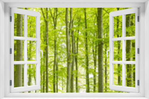 Fototapeta Naklejka Na Ścianę Okno 3D - Scenic view of a beech wood landscape in spring