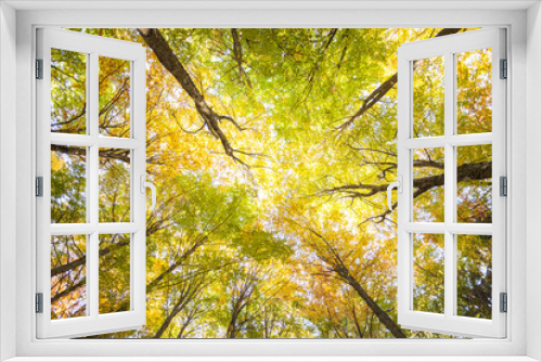 Fototapeta Naklejka Na Ścianę Okno 3D - foliage inside an Italian forest at fall