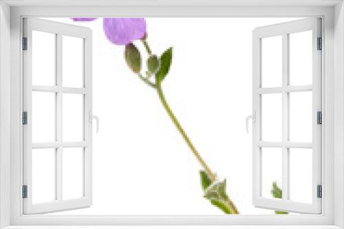 Fototapeta Naklejka Na Ścianę Okno 3D - Lilac violet flower isolated on white background.