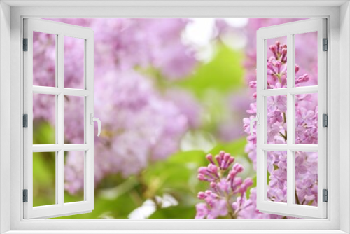Fototapeta Naklejka Na Ścianę Okno 3D - Lilac flowers floral background, bokeh violet blooming lilacs