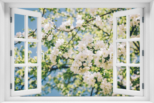 Fototapeta Naklejka Na Ścianę Okno 3D - Branch of a blossoming apple tree in a spring garden. Spring blossom.