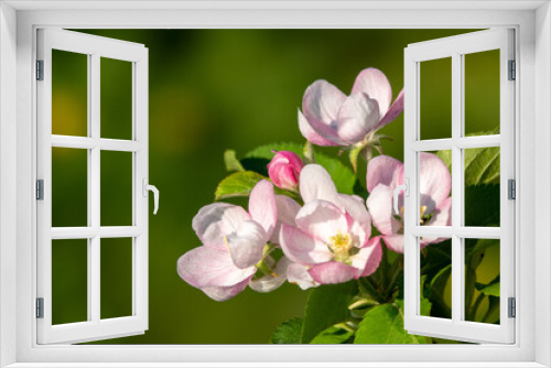 Fototapeta Naklejka Na Ścianę Okno 3D - Spring blossom: branch of a blossoming apple tree on garden background
