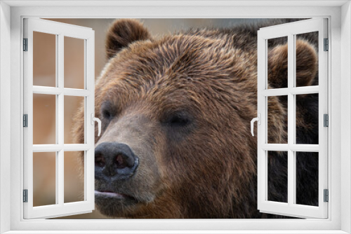Fototapeta Naklejka Na Ścianę Okno 3D - grizzly bear gets a close up portrait on a sunny day