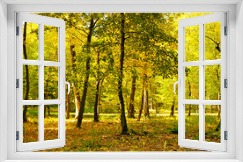 Fototapeta Naklejka Na Ścianę Okno 3D - Beautiful autumn park with the yellow trees
