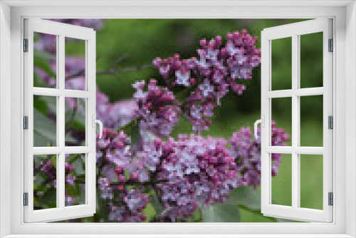 Fototapeta Naklejka Na Ścianę Okno 3D - Lush bunch of blooming lilacs in spring