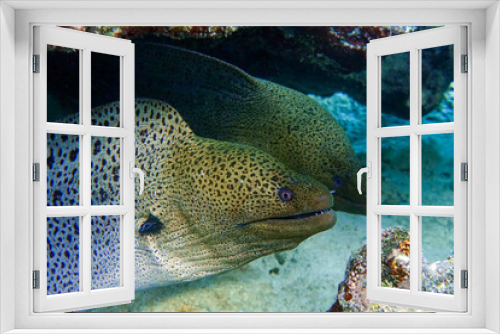 Fototapeta Naklejka Na Ścianę Okno 3D - Moray eel - Gymnothorax javanicus (Giant moray) in the Red Sea,
