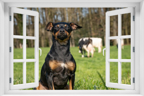 Fototapeta Naklejka Na Ścianę Okno 3D -  Junger Rehpinscher - Mischlingshund bei einigen Milchkühen auf der Weide. Symbolfoto.