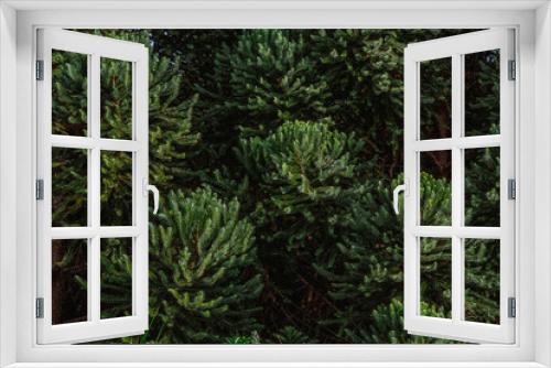Fototapeta Naklejka Na Ścianę Okno 3D - pine needles, Nature
