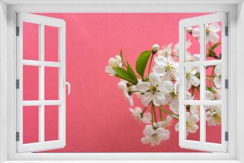 Fototapeta Naklejka Na Ścianę Okno 3D - Blooming cherry branch. Spring white flowers. Wine tree in bloom.