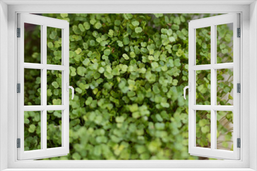 Fototapeta Naklejka Na Ścianę Okno 3D - green parsley