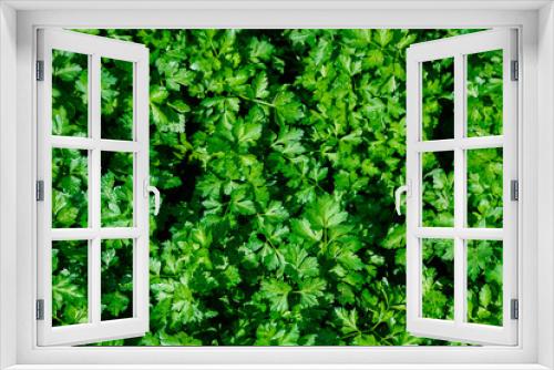 Fototapeta Naklejka Na Ścianę Okno 3D - Green background of young parsley shoots. Top view of the garden with grown parsley.