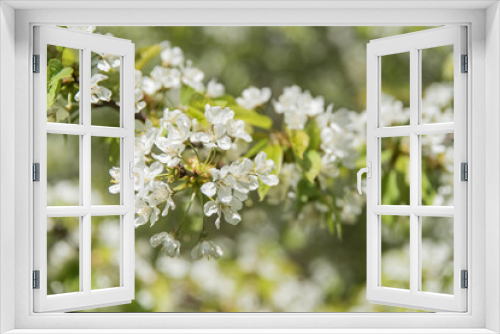 Fototapeta Naklejka Na Ścianę Okno 3D - Blooming fruit tree, cherry or pear, white tree spring blossom with artistic bokeh
