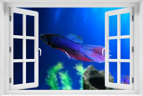 Fototapeta Naklejka Na Ścianę Okno 3D - Water Animal Concept: Betta fish underwater in aquarium against a backdrop of green algae. Betta Splendens. Multi-Color Fancy Siamese Fighting Fish. Blue Red Purple Betta. Suitable For Background.