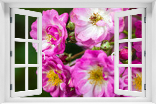 Fototapeta Naklejka Na Ścianę Okno 3D - rose close-up in a rose garden