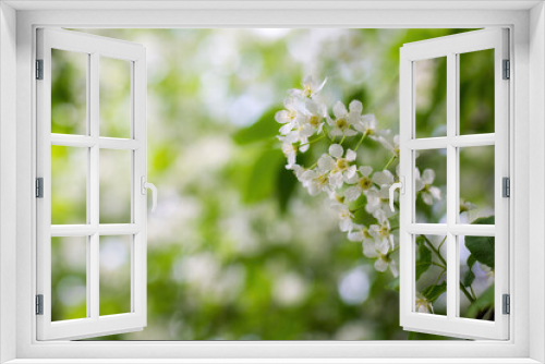 Fototapeta Naklejka Na Ścianę Okno 3D - Branch of flowering bird cherry in white flowers