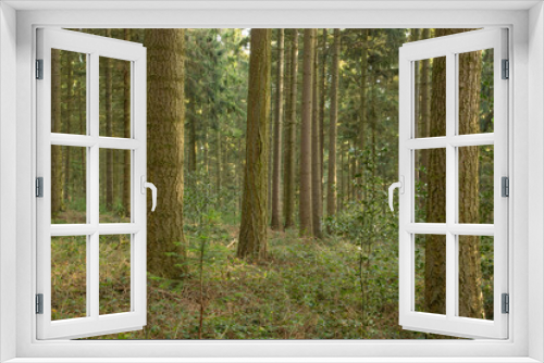 Fototapeta Naklejka Na Ścianę Okno 3D - Reihe aus Baumstämmen im Wald