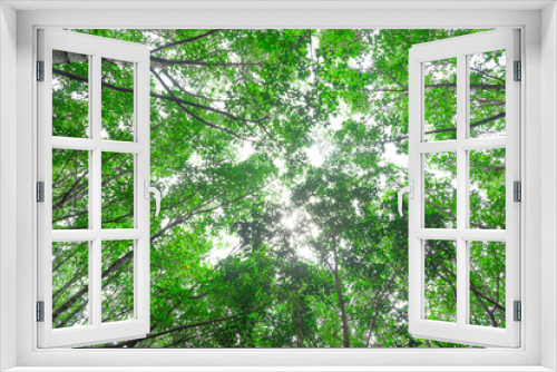 Fototapeta Naklejka Na Ścianę Okno 3D - ant eyes view of under tree background