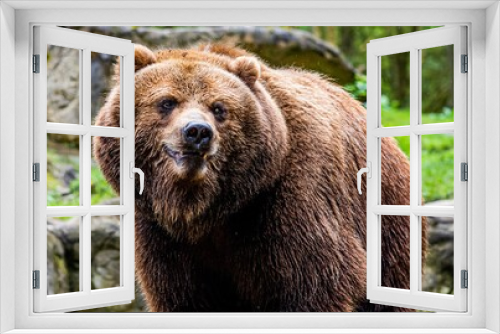 Fototapeta Naklejka Na Ścianę Okno 3D - smiling bear