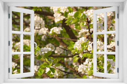 Fototapeta Naklejka Na Ścianę Okno 3D - Apple trees are blooming. White apple blossoms. Apple tree branches