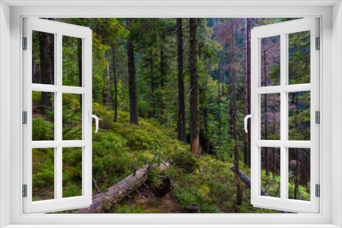 Fototapeta Naklejka Na Ścianę Okno 3D - The Black Forest of Germany