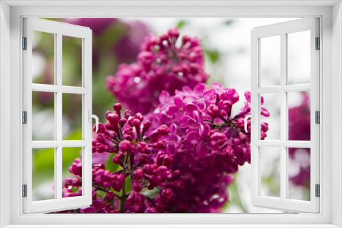 Fototapeta Naklejka Na Ścianę Okno 3D - Common lilac (Syringa vulgaris) blooming in spring	
