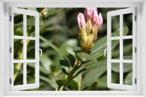 Fototapeta Naklejka Na Ścianę Okno 3D - Kwiaty rododrendron