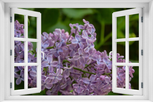 Fototapeta Naklejka Na Ścianę Okno 3D - Bright blooms of spring Purple lilac as background. Syringa vulgaris, the lilac or common lilac, is a species of flowering plant in the olive family Oleaceae. Copy space for text