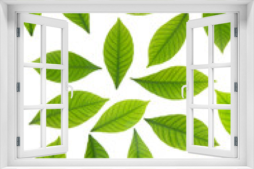 Fototapeta Naklejka Na Ścianę Okno 3D - Green leaves on white background. Top view