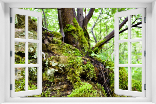 Fototapeta Naklejka Na Ścianę Okno 3D - green moss on a tree
