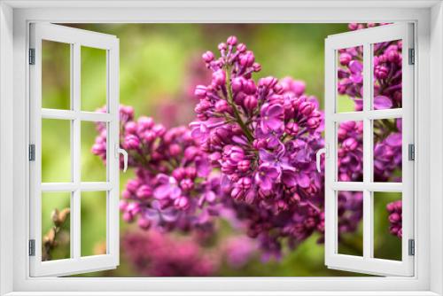 Fototapeta Naklejka Na Ścianę Okno 3D -  The blooming purple lilac on green background.