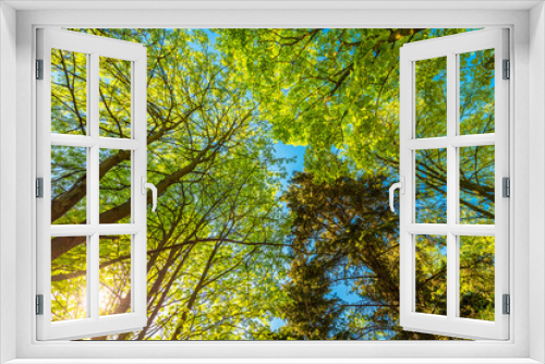Fototapeta Naklejka Na Ścianę Okno 3D - Spring in the deciduous forest. View of the tops of the trees in the sunlight from the ground level