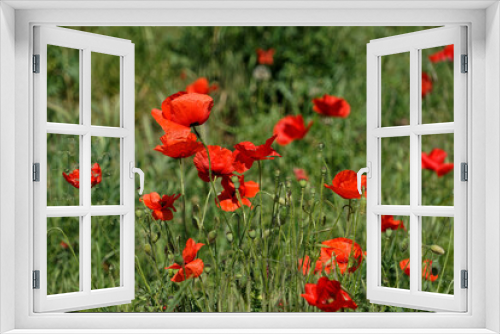 Fototapeta Naklejka Na Ścianę Okno 3D - Red poppy flowers on the meadow