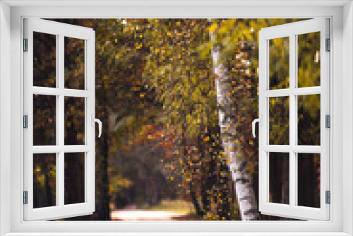 Fototapeta Naklejka Na Ścianę Okno 3D - Kolory wczesnej jesieni, brzoza przy drodze