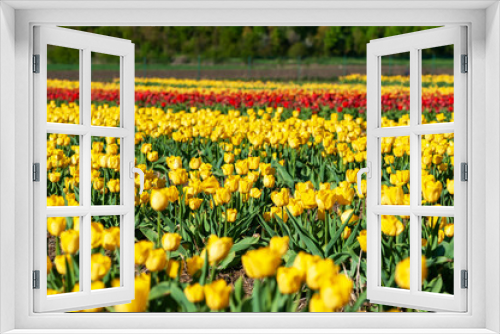 Fototapeta Naklejka Na Ścianę Okno 3D - field of yellow tulips