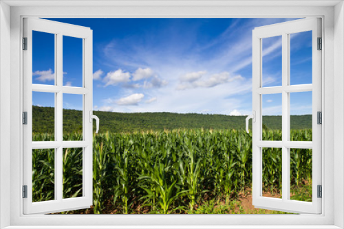 Fototapeta Naklejka Na Ścianę Okno 3D - Corn farm