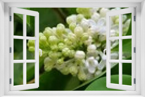 Fototapeta Naklejka Na Ścianę Okno 3D - Blossoming lilac (Syringa vulgaris). White flowers, spring time.