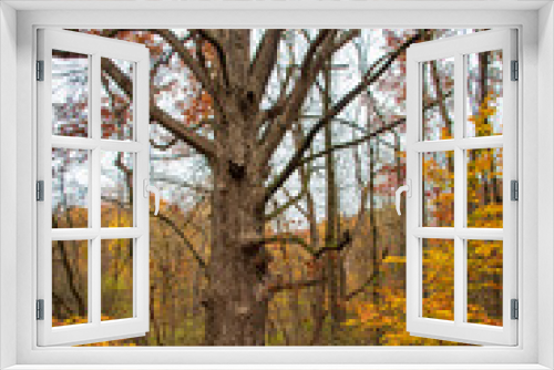 Fototapeta Naklejka Na Ścianę Okno 3D - Big tree in autumn