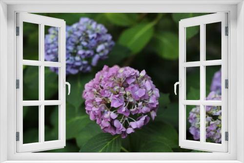 Fototapeta Naklejka Na Ścianę Okno 3D - Hyacinth