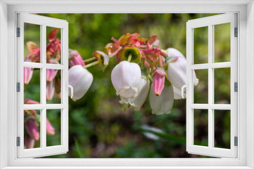 Fototapeta Naklejka Na Ścianę Okno 3D - piękne kwiaty borówki amerykańskiej na krzewie