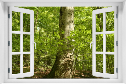 Fototapeta Naklejka Na Ścianę Okno 3D - beautiful beech forest in the Apennine mountains near Arezzo. Italy